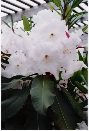 Rhodo Loderi Fairyland